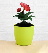 Plastic round flower pots for indoor/outdoor use