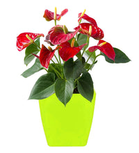 Square plastic planters for indoor or outdoor use