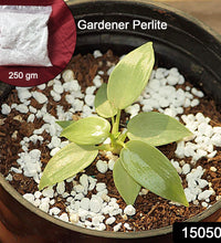 TerraBloom Perlite